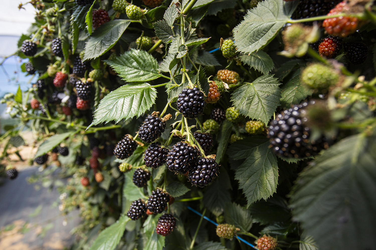 Centennial, RubyChic® y Fenomenal: genética premium para productores mexicanos que buscan productividad y diferenciación comercial 2 Hortifrut