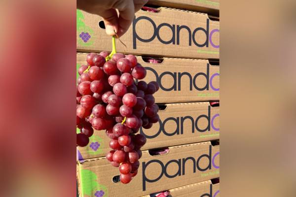 Temporada de uva de mesa de California: la fruta del Valle de San Joaquín está lista para tomar el relevo