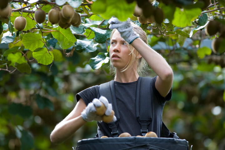 Nueva Zelanda completa la mayor cosecha de kiwis de su historia con 225 millones de bandejas 3 Nueva Zelanda completa la mayor cosecha de kiwis de su historia con 225 millones de bandejas