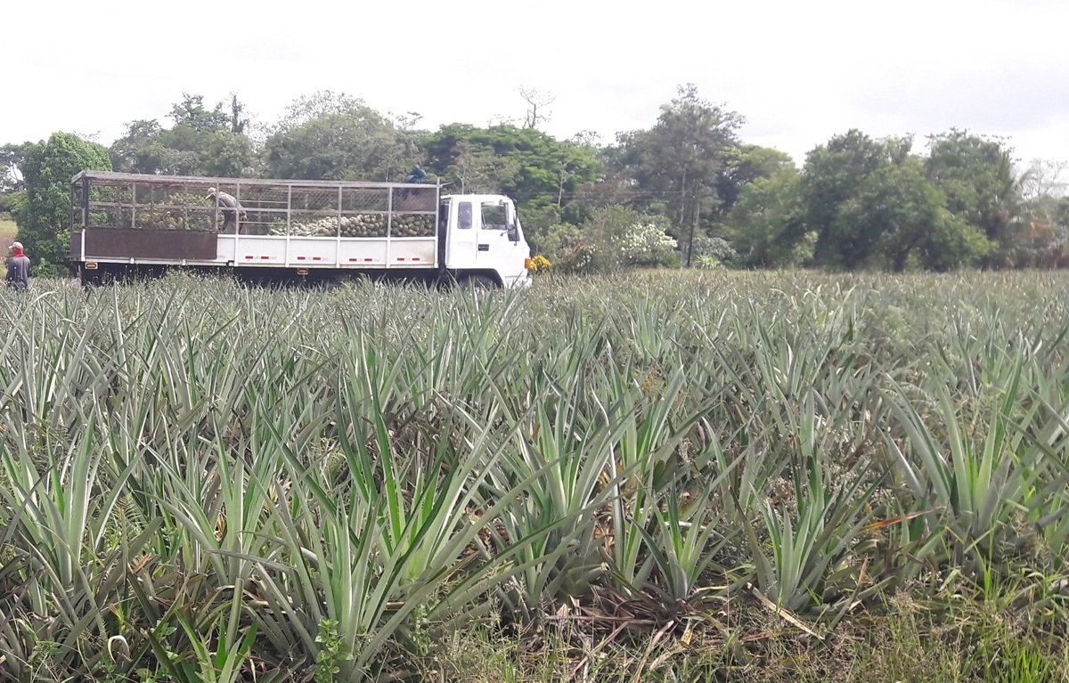 Costa Rica fortalece liderazgo en exportaciones de productos orgánicos con más de 31 mil toneladas enviadas al mundo 3 Costa Rica fortalece liderazgo en exportaciones de productos orgánicos con más de 31 millones de kilos enviados al mundo