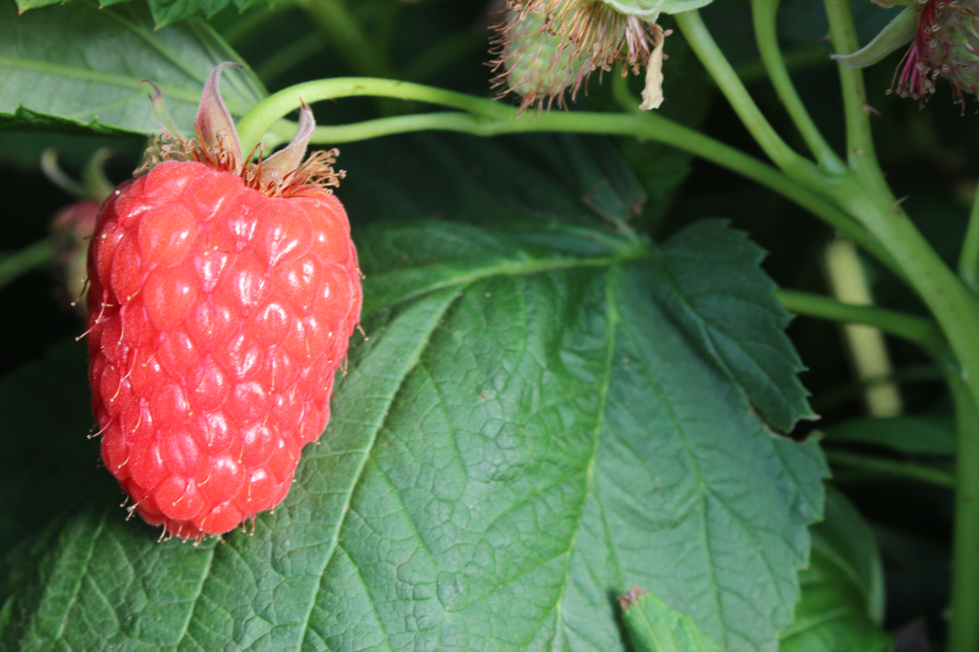 Hortifrut
