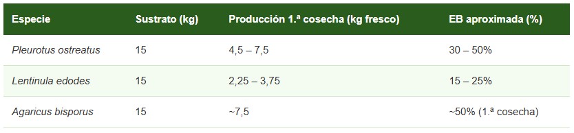 champiñones