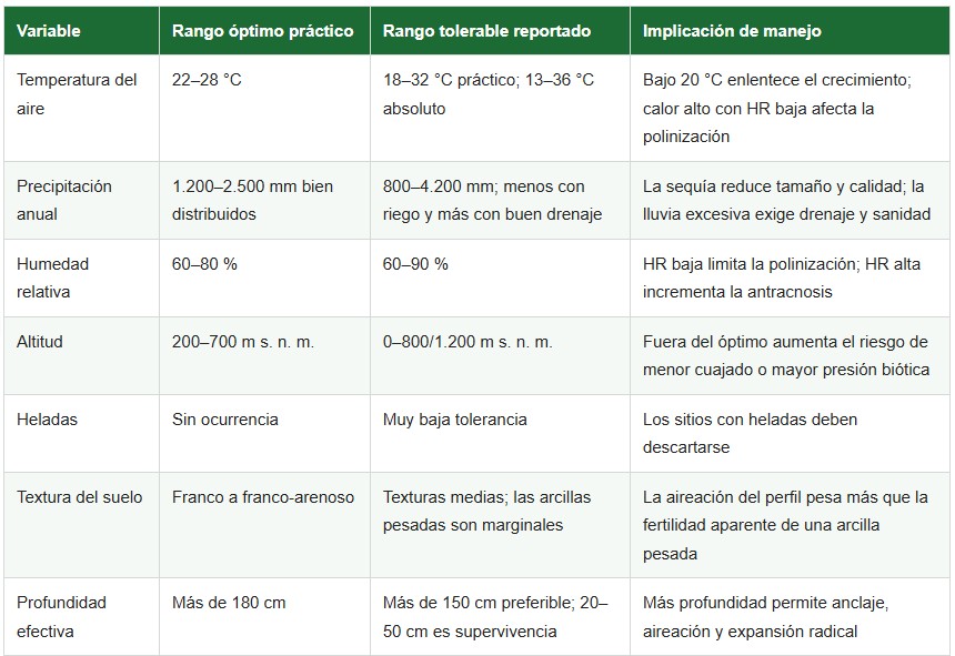 la guanábana