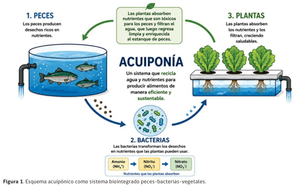 acuiponía