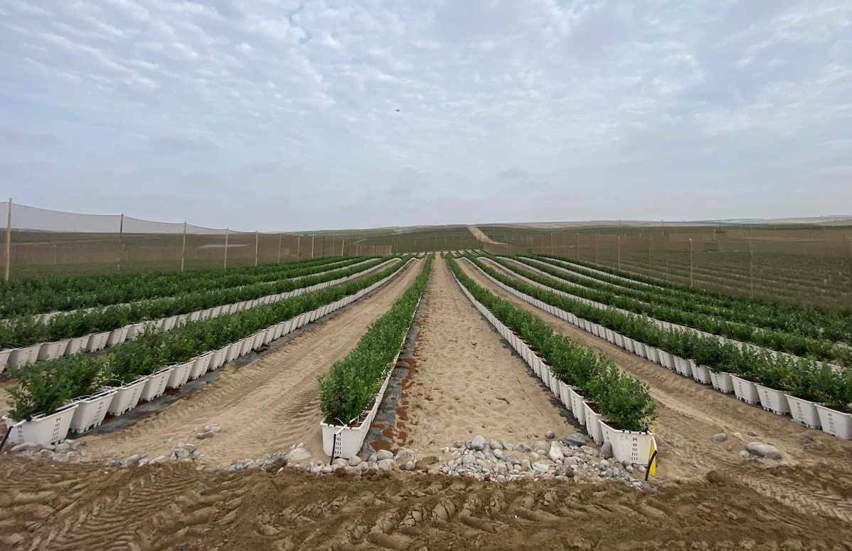 Grupo Vanguard Internacional inicia su primera cosecha de arándanos en Perú 