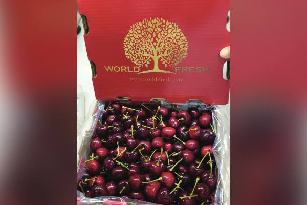 Sin problemas climáticos Canadá se prepara para una gran cosecha de cerezas en 2026 3 Sin problemas climáticos en el Gran Norte Blanco: Canadá se prepara para una gran cosecha de cerezas en 2026
