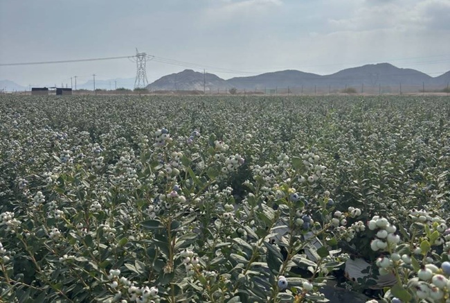 Inka’s Berries fortalece logística y proyecta exportar 1.000 contenedores de arándanos 3 Inka’s Berries proyecta exportar 1.000 contenedores de arándanos y alcanzar 13 millones de kilos