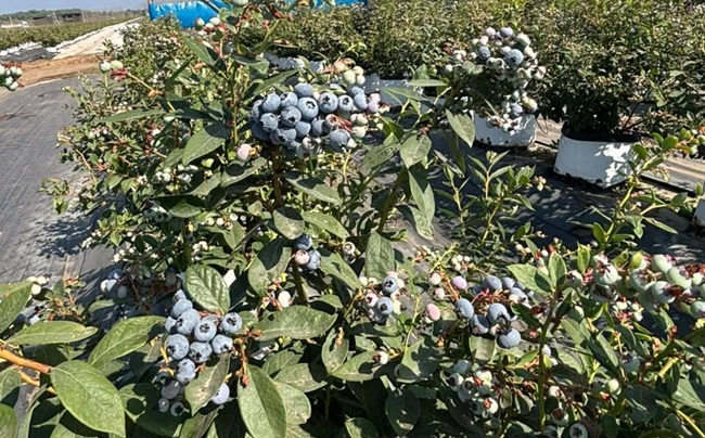 Inka’s Berries fortalece logística y proyecta exportar 1.000 contenedores de arándanos 4 Inka’s Berries proyecta exportar 1.000 contenedores de arándanos y alcanzar 13 millones de kilos