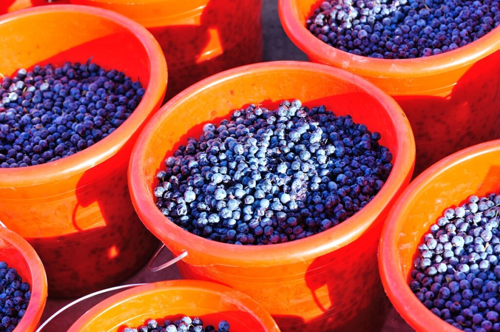 Exportaciones de arándanos chinos crecen con fuerza en el sudeste asiático