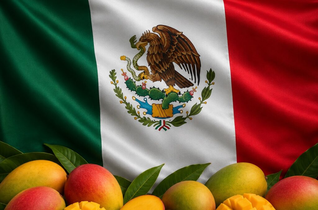 El mango mexicano conquista el mundo: la historia de una fruta convertida en potencia exportadora