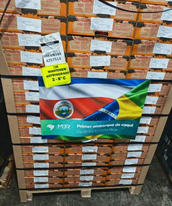 Caqui brasileño concreta su ingreso a Costa Rica con su primer embarque comercial 3 Caqui brasileño concreta su ingreso a Costa Rica con su primer embarque comercial