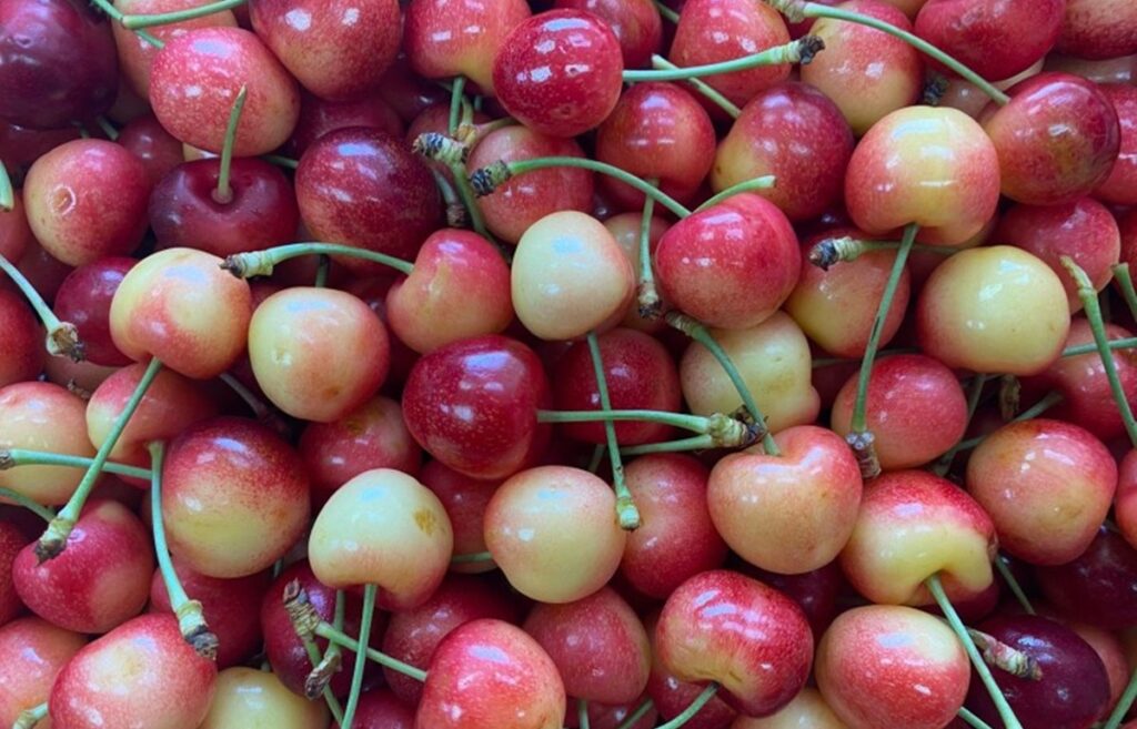 Fiscalización confirma cultivo ilegal de cerezas Tip Top en la Región del Maule, Chile