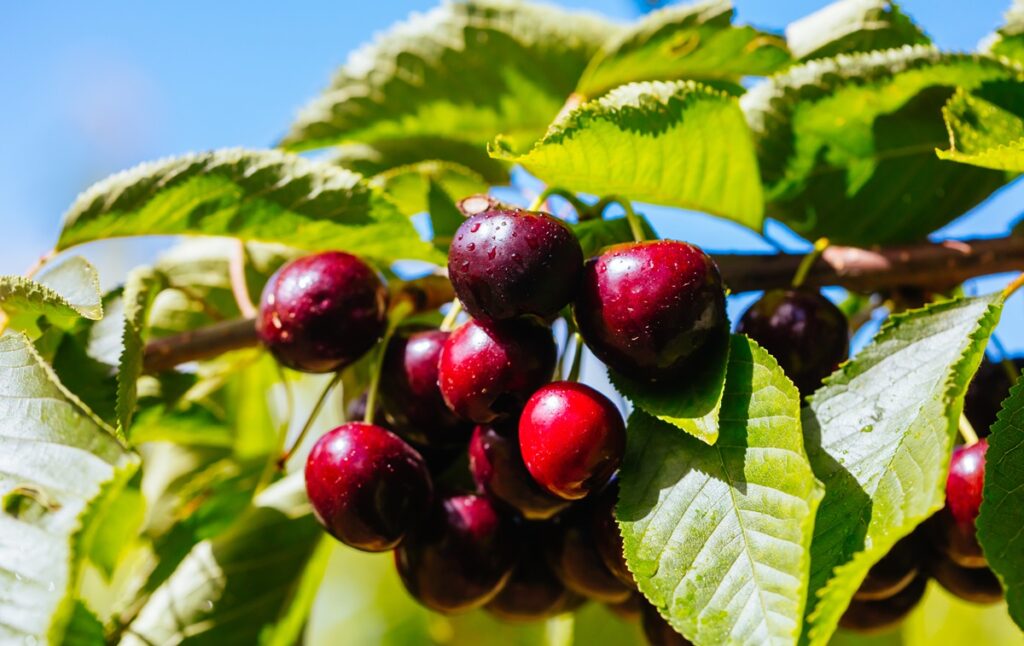 Australia presenta hoja de ruta para fortalecer la industria de la cereza hacia 2030