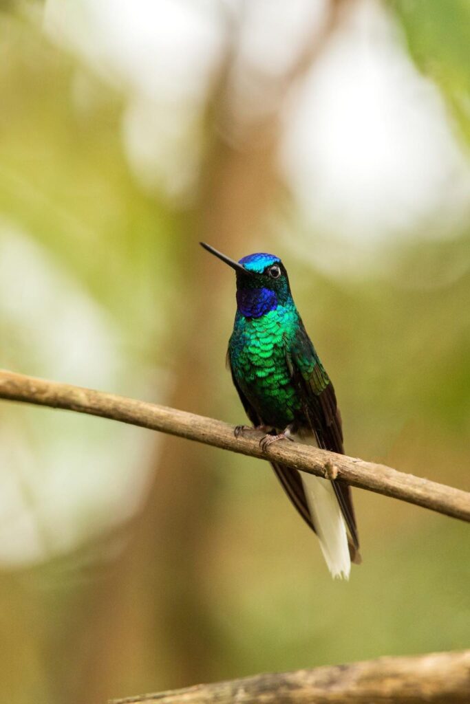 colibríes