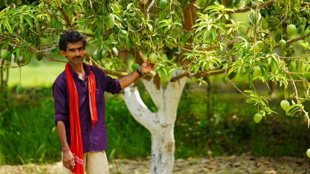 Japón suspende importaciones de mango de India tras 20 años de relación comercial