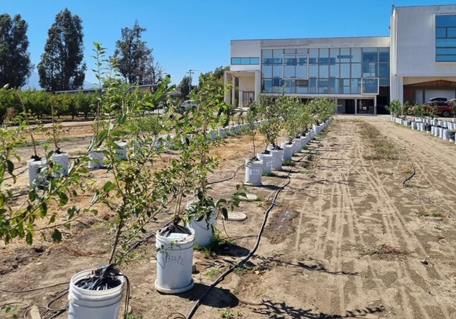 Científicos chilenos descifran los mecanismos genéticos que permiten a frutales resistir la sequía