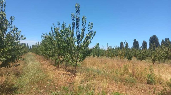 Fiscalización confirma cultivo ilegal de cerezas Tip Top en la Región del Maule, Chile