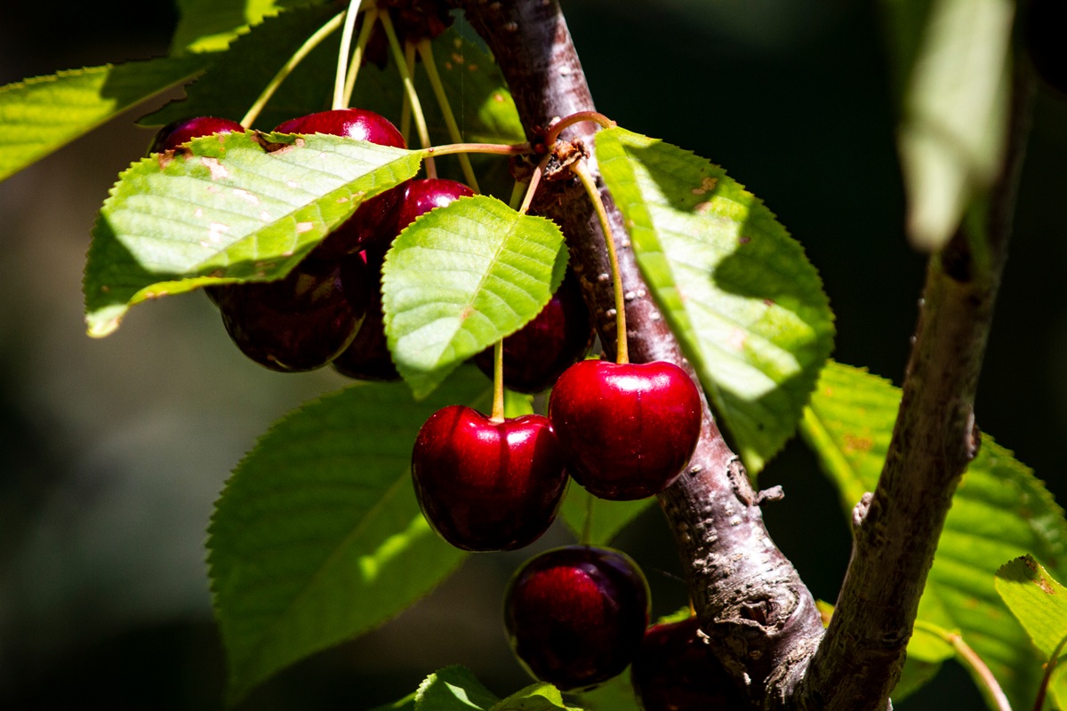 Australia presenta hoja de ruta para fortalecer la industria de la cereza hacia 2030 4 Australia presenta hoja de ruta para fortalecer la industria de la cereza hacia 2030
