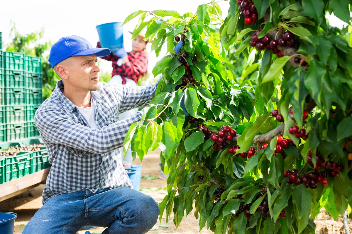 Cerezas australianas fortalecen su presencia en Asia con un crecimiento de 22% en valor exportado 6 Cerezas australianas fortalecen su presencia en Asia con un crecimiento de 22% en valor exportado