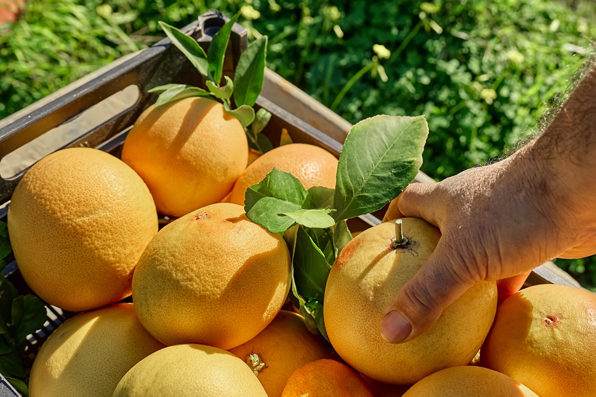 Mercado mundial del pomelo crecería hasta US$13.230 millones al 2033 impulsado por la demanda de productos saludables