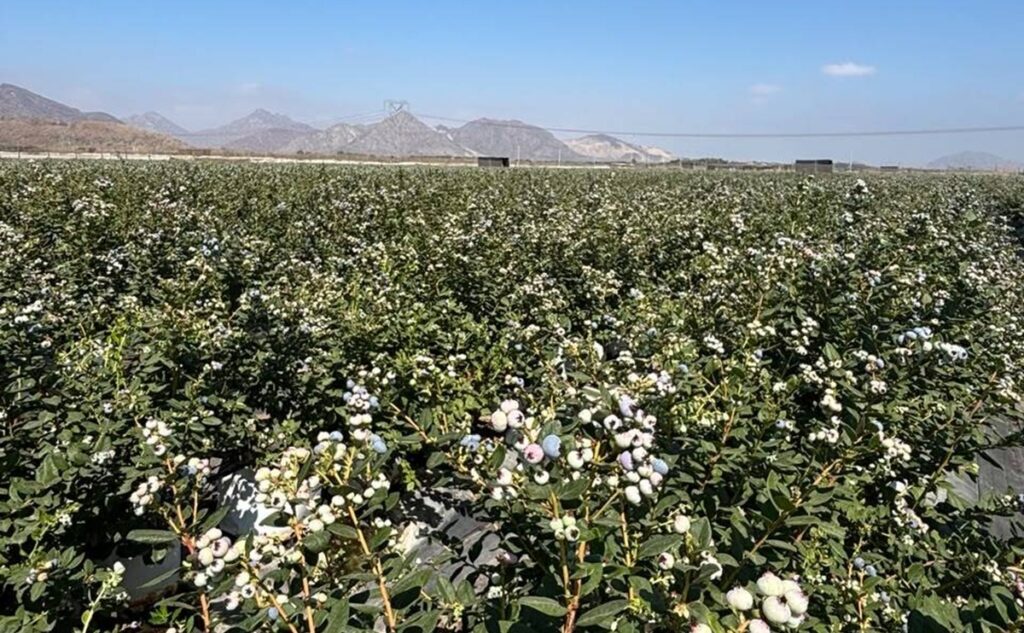 Inka’s Berries fortalece logística y proyecta exportar 1.000 contenedores de arándanos