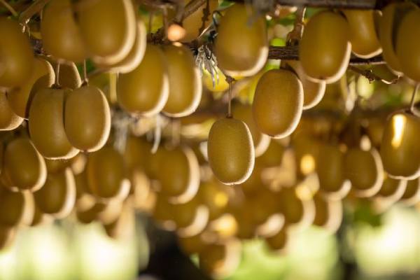 Zespri desarrolla su primera variedad de kiwi verde autopolinizante 3 Zespri desarrolla su primera variedad de kiwi verde autopolinizante