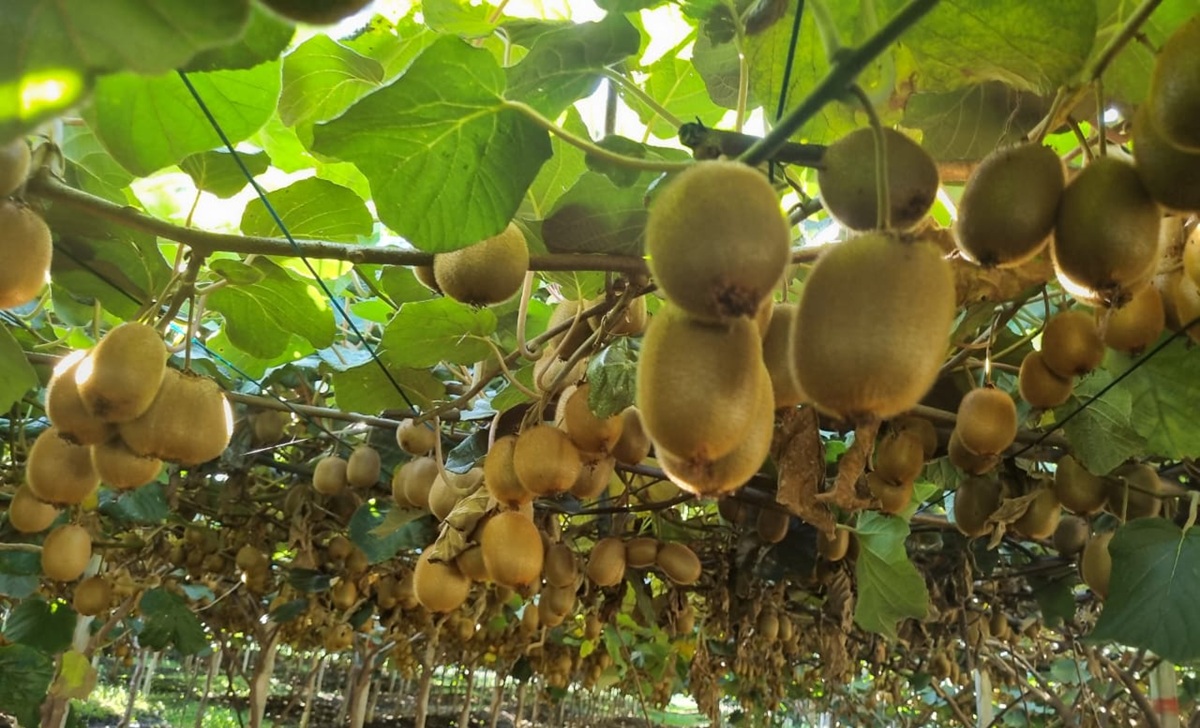 Kiwi chileno vive un momento "glorioso", pero enfrenta desafíos que marcarán su futuro 3 Kiwi chileno vive un momento "glorioso", pero enfrenta desafíos que marcarán su futuro