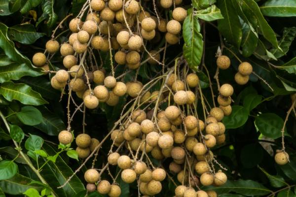 Conozca el primer híbrido de lichi y longan del mundo