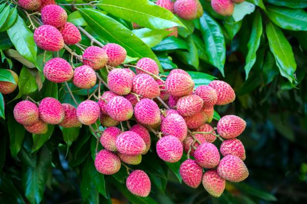 Conozca el primer híbrido de lichi y longan del mundo