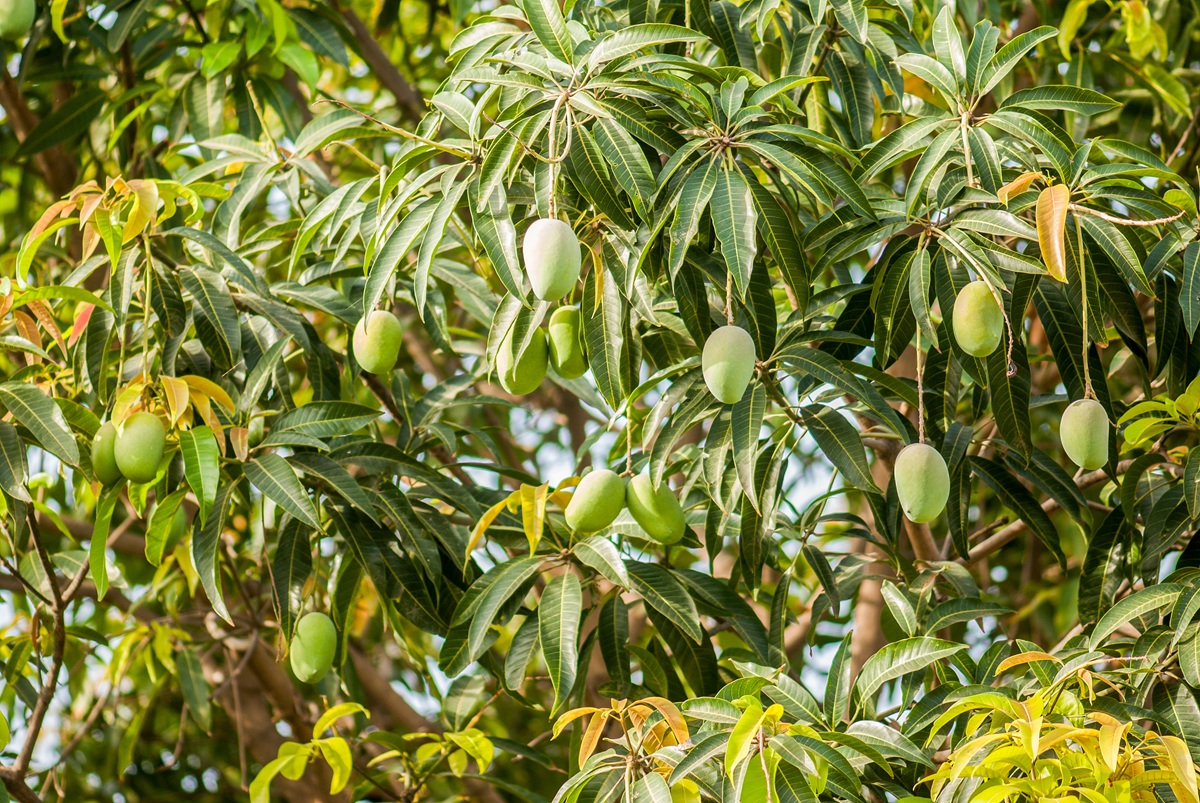 Japón suspende importaciones de mango de India tras 20 años de relación comercial