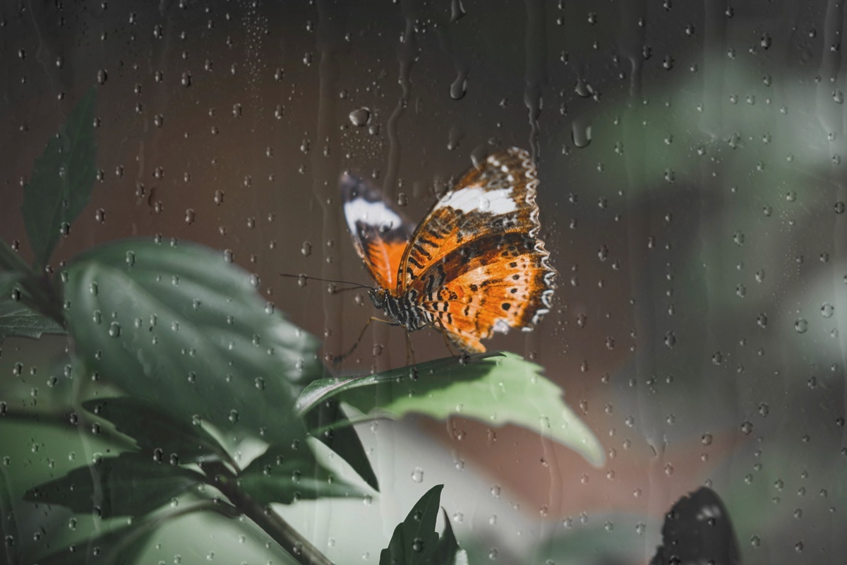 Lluvias y heladas marcarán la semana en la zona central de Chile: experto advierte efectos en cultivos hortícolas 4 Lluvias y heladas marcarán la semana en la zona central de Chile: experto advierte efectos en cultivos hortícolas