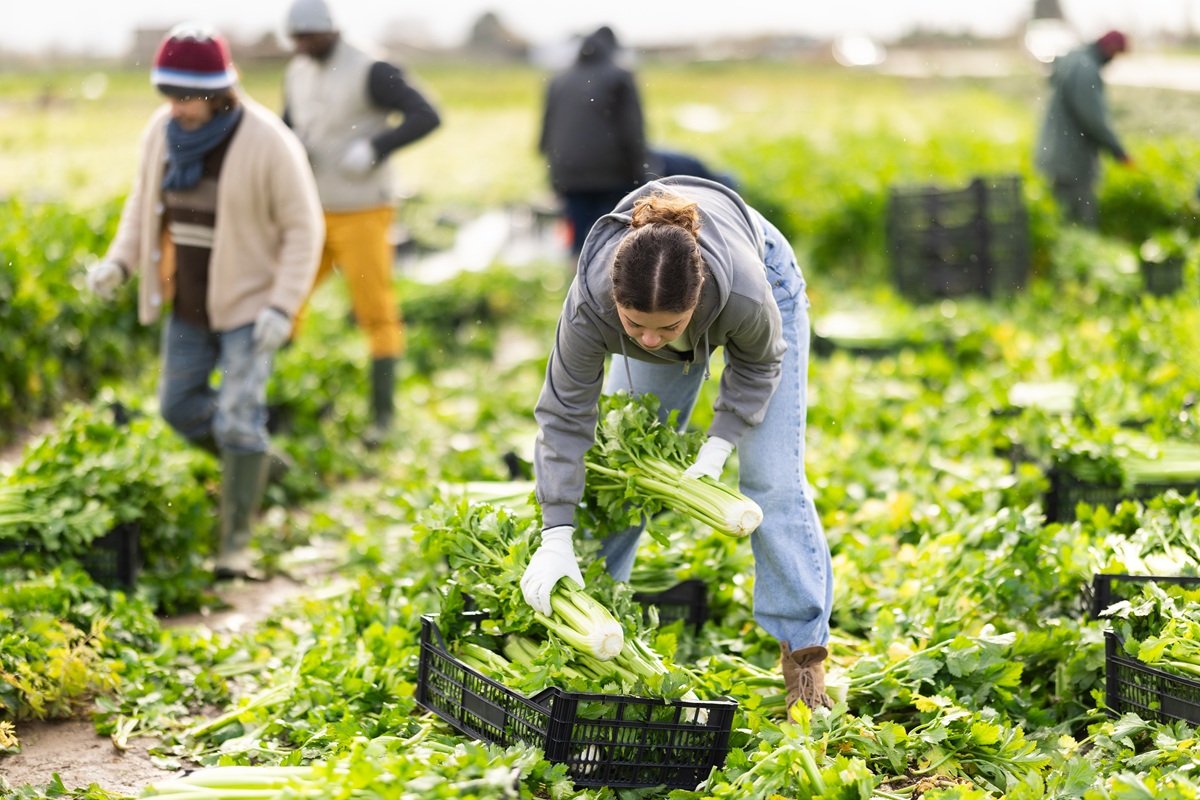 Cierre de temporada y despidos: errores que las empresas agrícolas deben evitar 4 Cierre de temporada y despidos: errores que las empresas agrícolas deben evitar
