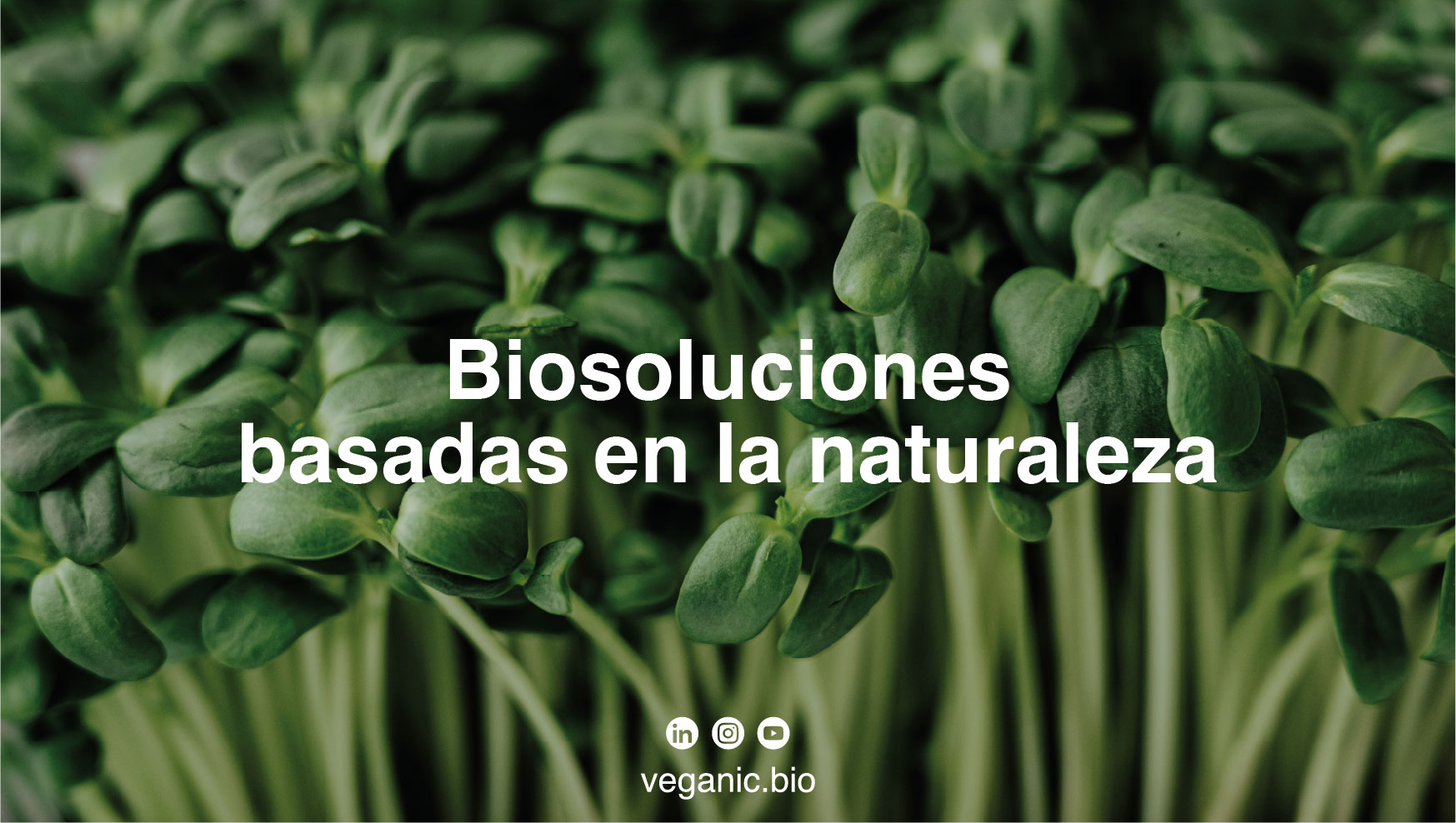 Veganic, startup ganadora de AgroBank Tech Digital INNovation