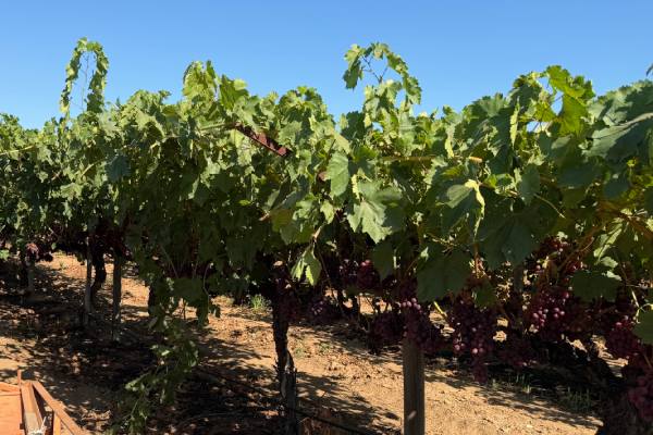 Temporada de uva de mesa de California: la fruta del Valle de San Joaquín está lista para tomar el relevo