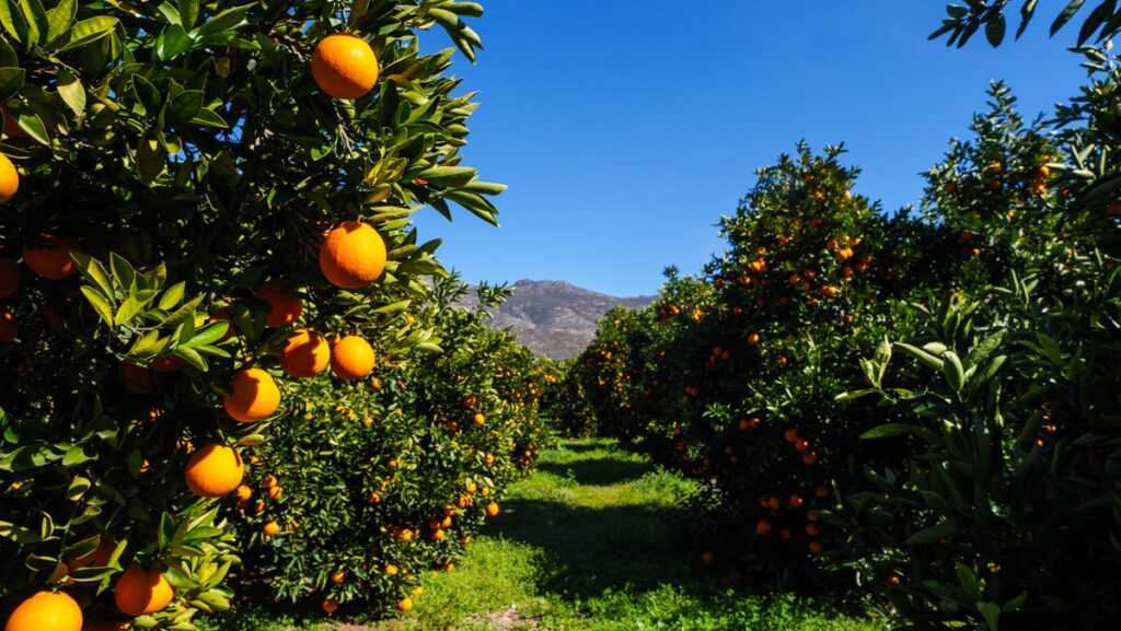 Sudáfrica inicia temporada de cítricos de verano en Estados Unidos con nuevas rutas logísticas