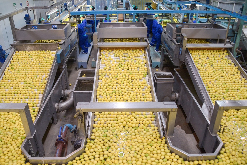 Exportaciones de limón argentino crecerían impulsadas por la menor oferta del hemisferio norte 3 Exportaciones de limón argentino crecerían impulsadas por la menor oferta del hemisferio norte