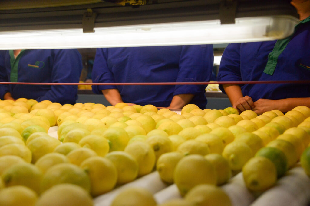 Exportaciones de limón argentino crecerían impulsadas por la menor oferta del hemisferio norte