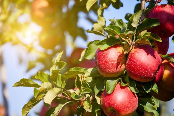Viveros El Tambo incorpora el manzano a su oferta y apuesta por la diversificación frutícola 5 Viveros El Tambo incorpora el manzano a su oferta y apuesta por la diversificación frutícola