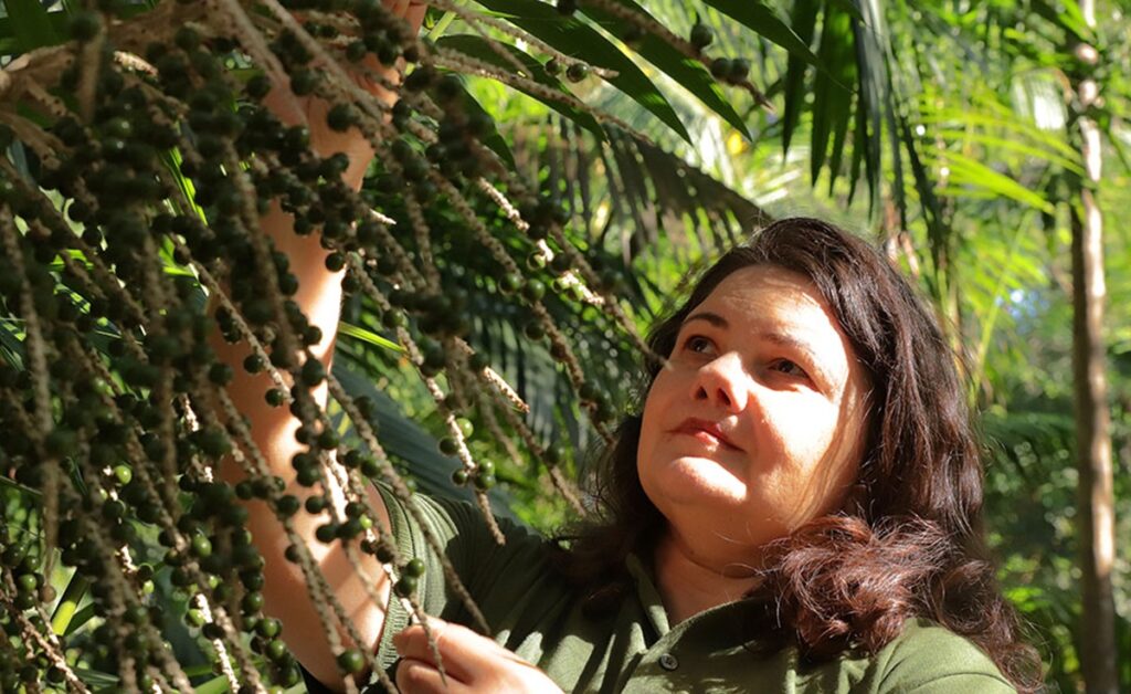 Secuencian por primera vez el genoma del açaí de la Amazonía y se abren nuevas oportunidades para el mejoramiento genético