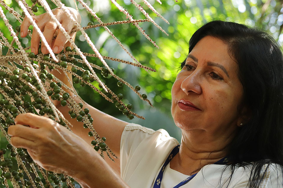 Secuencian por primera vez el genoma del açaí de la Amazonía y se abren nuevas oportunidades para el mejoramiento genético 5 Secuencian por primera vez el genoma del açaí de la Amazonía y se abren nuevas oportunidades para el mejoramiento genético
