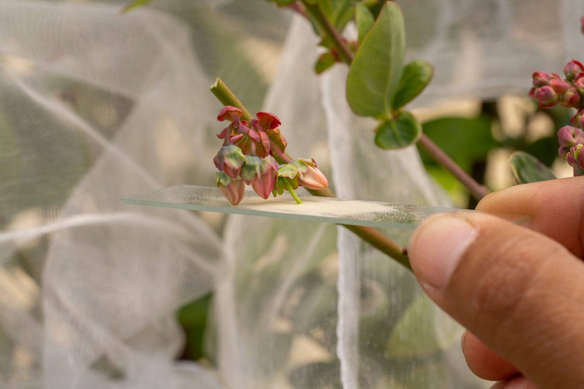 Naturipe Farms y Hortifrut amplían su plataforma genética de berries con alianza estratégica junto a MBO