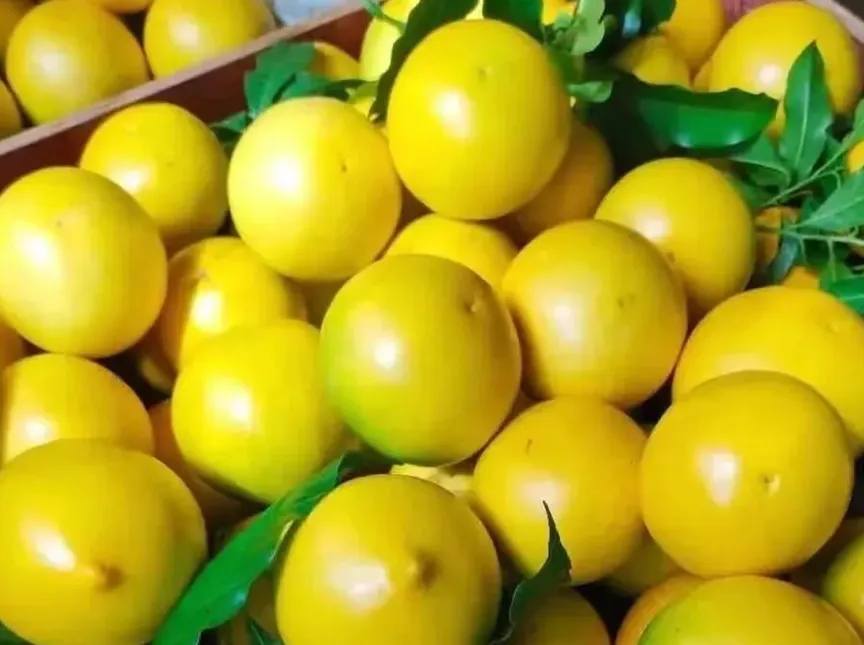 Tan bueno como el oro: el abiú amazónico alcanza precios premium en el sur de China