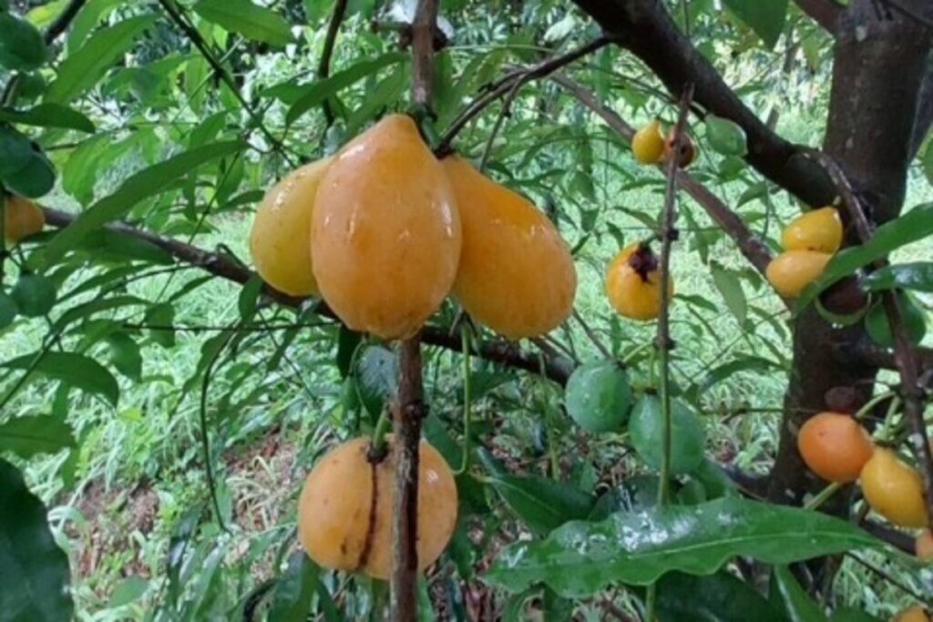 De Bolivia a EE.UU.: cómo una familia de Florida apuesta por el achacha como la próxima fruta estrella para consumidores y productores