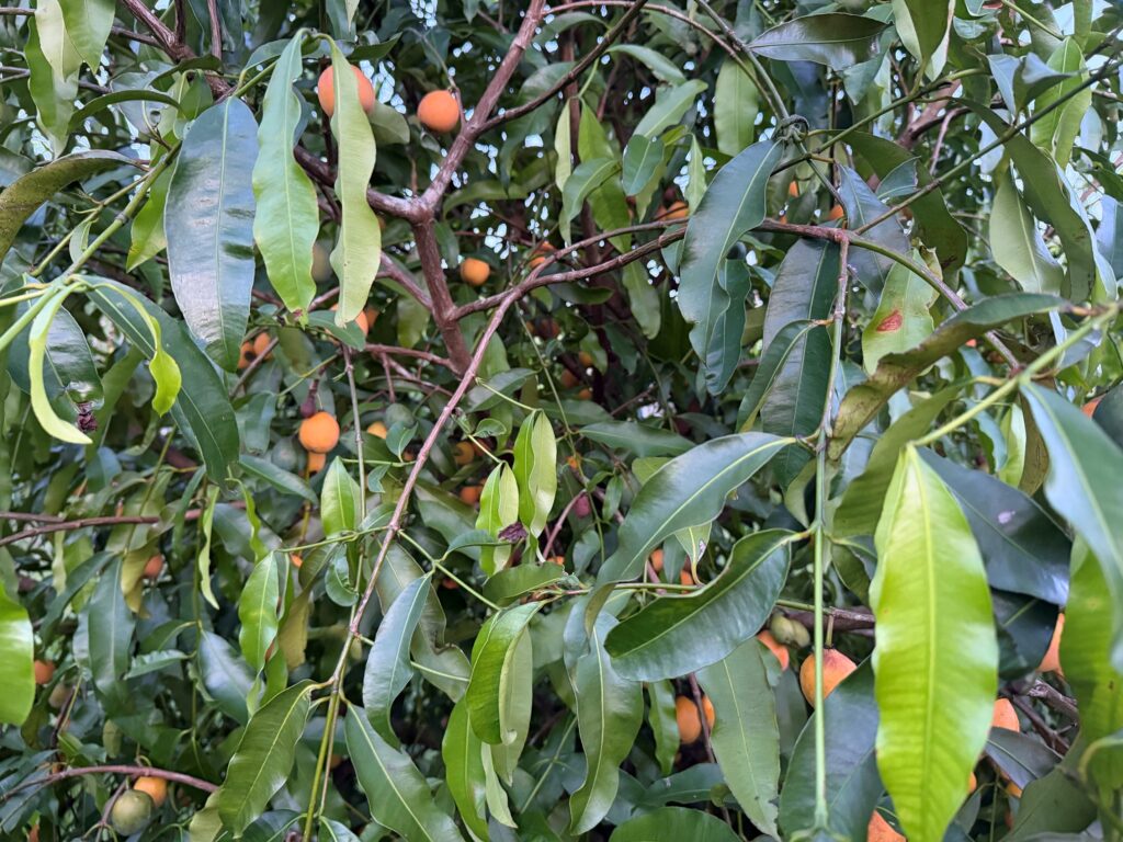 De Bolivia a Estados Unidos: cómo un campo de Florida apuesta por el achacha como la próxima fruta estrella para consumidores y productores