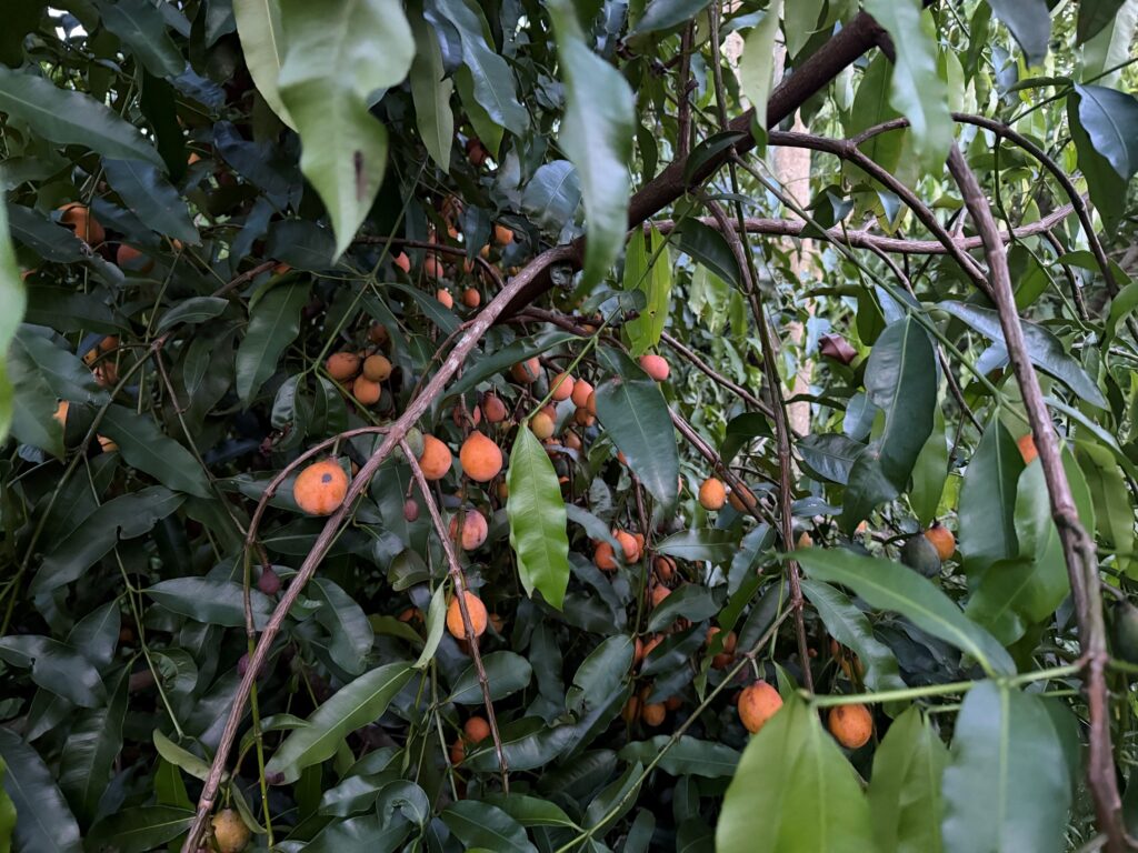 De Bolivia a Estados Unidos: cómo un campo de Florida apuesta por el achacha como la próxima fruta estrella para consumidores y productores