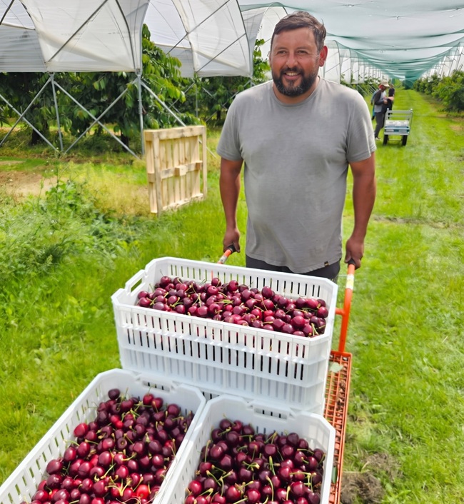 De Chile a Inglaterra: la apuesta de San Clemente por producir cerezas con talento local en Europa 2 De Chile a Inglaterra: la apuesta de San Clemente por producir cerezas con talento local en Europa