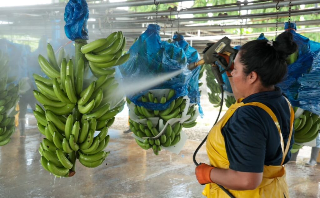 Chiquita proyecta exportar 11 millones de cajas de banano tras reactivación en Panamá