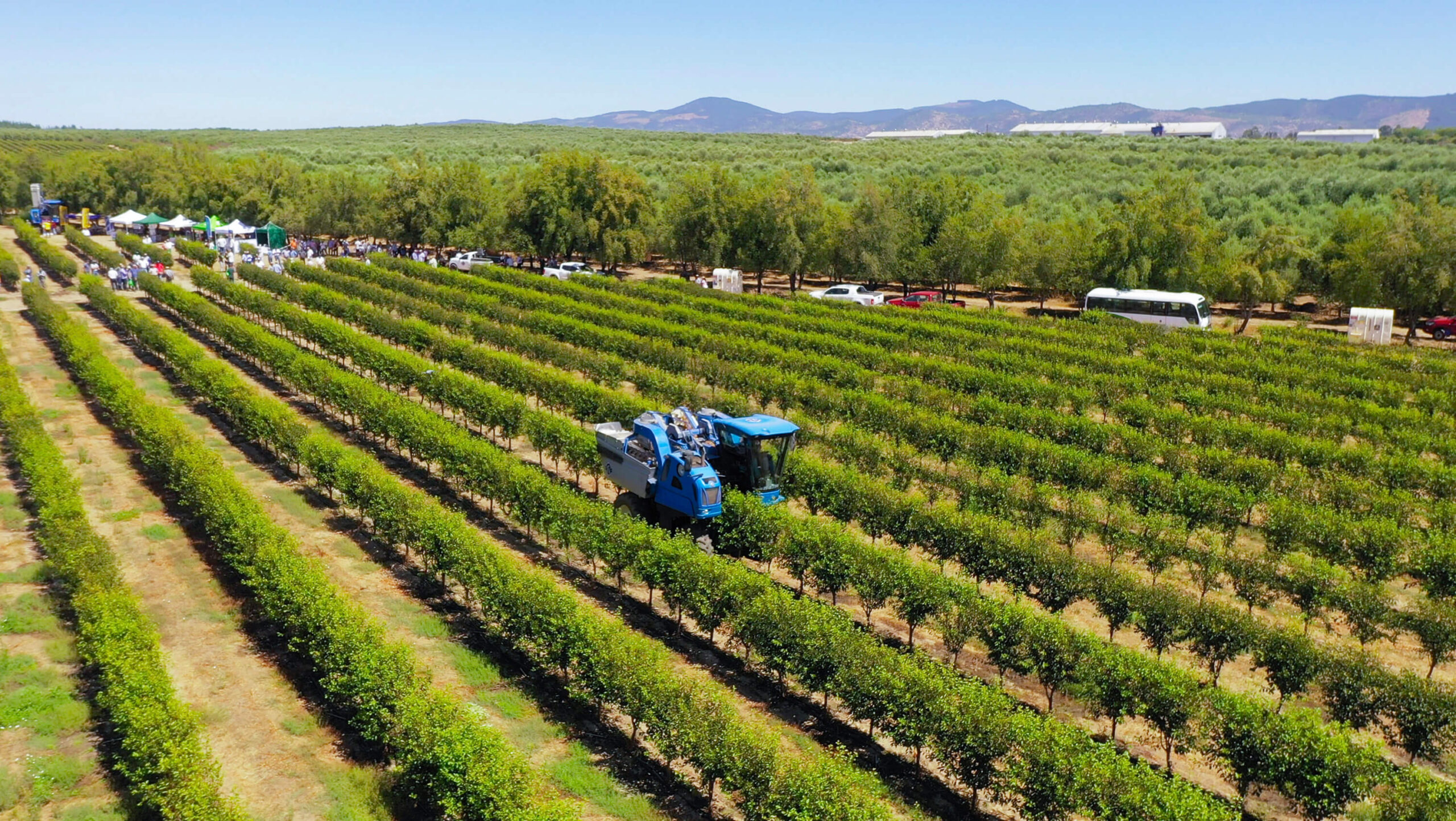 Agromillora celebra 40 años impulsando la innovación genética que transformó la fruticultura chilena 5 Agromillora celebra 40 años impulsando la innovación genética que transformó la fruticultura chilena