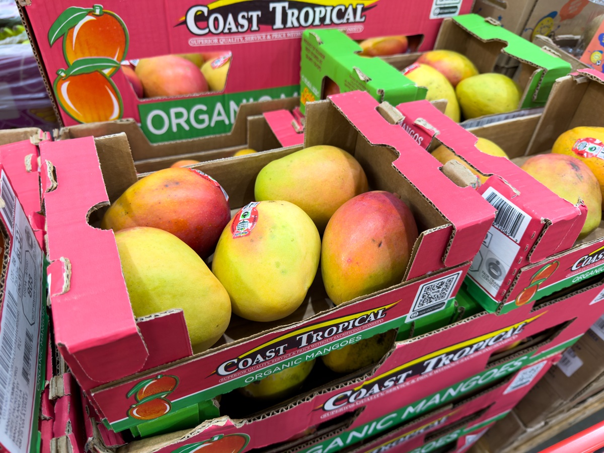 Costa Rica impulsa la competitividad de su industria del mango con una estrategia basada en la calidad 2 Costa Rica impulsa la competitividad de su industria del mango con una estrategia basada en la calidad