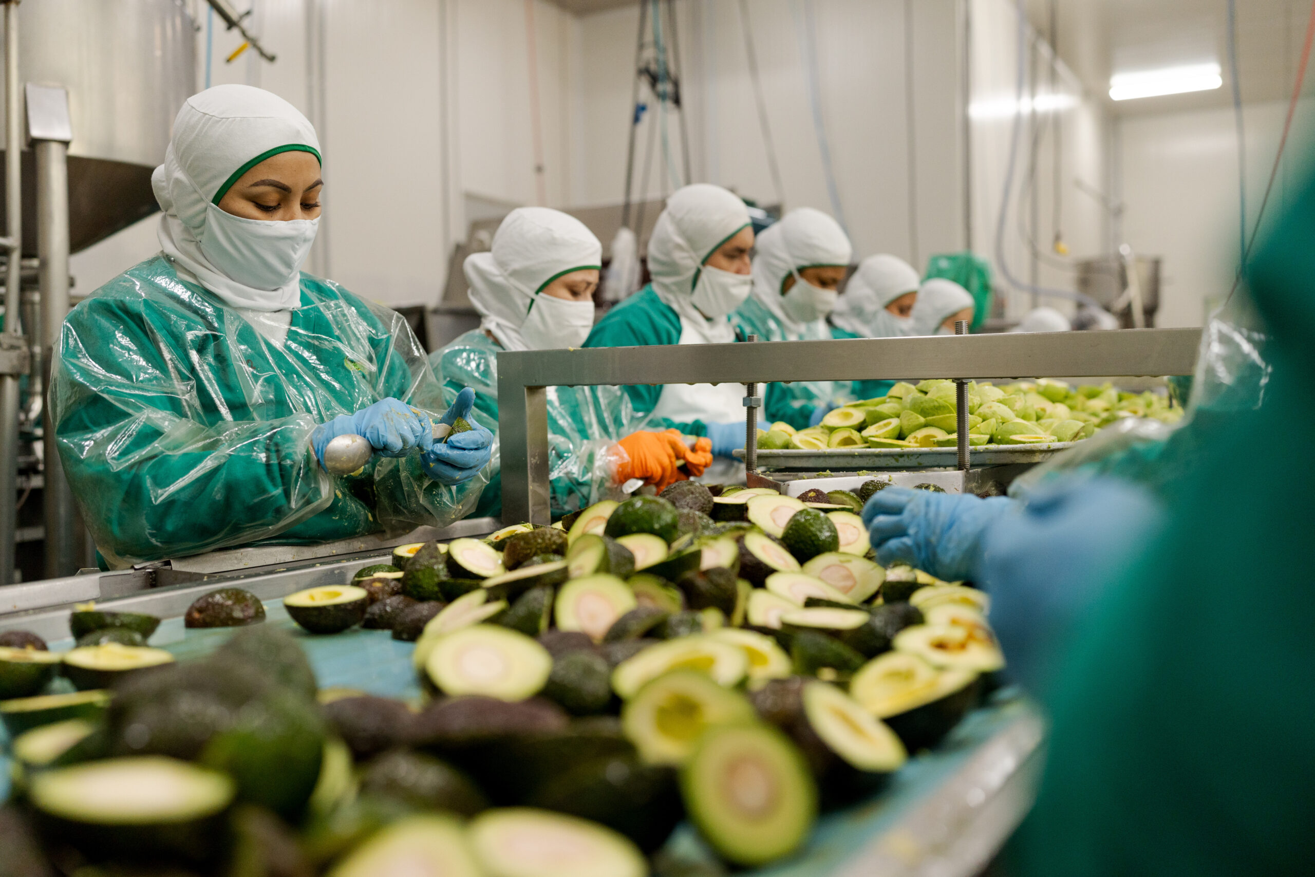 Aguacate Hass colombiano enfrenta caída de hasta un 40% en la cosecha traviesa 5 Producción de aguacate Hass de Colombia